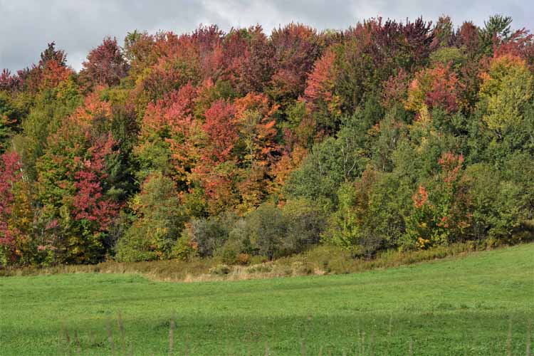 fall foliage